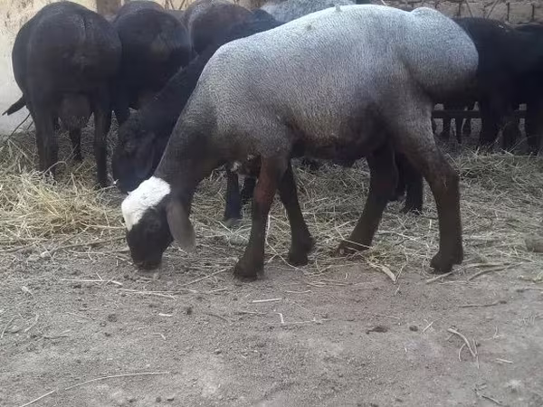 قوچ, گوسفند