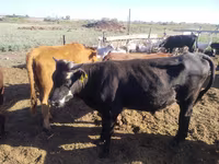 Αγελάδα, Simmental cattle — φωτογραφία 2