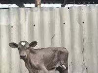 گاو نر, Swiss cattle — عکس 5
