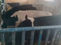 Banteng, Cattle — foto 5