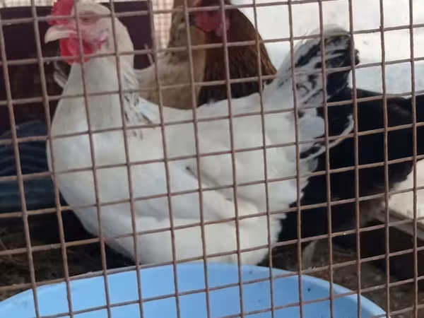 Chickens