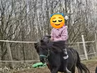 اسب نر, Shetland Pony — عکس 2
