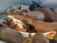گاو نر, Simmental cattle — عکس 2