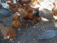 Chickens — عکس 3