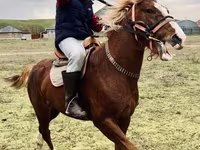 Aygʻir, Kazakh horse — 1-rasm