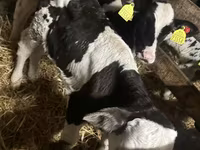 گاو نر, Russian Black pied cattle — عکس 1