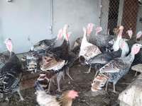 Turkeys — sawirka 1