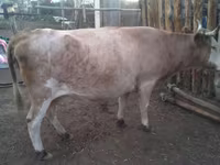 گاو ماده, Simmental cattle — عکس 1