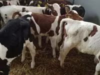 Skot (série, pohlaví neuvedeno), Simmental cattle — foto 5