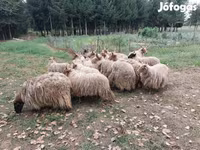 Owce (partia, płeć nieokreślona), Racka sheep — zdjęcie 4