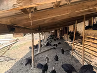 Turkeys — foto 7