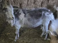 Ri’ dhaddig, Saanen goat — sawirka 3