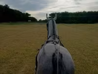 گھوڑا, Lipizzaner — تصویر 2