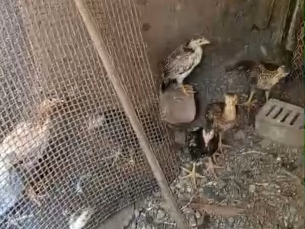 Chickens