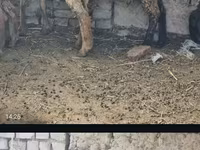 Oaie, Tian-Shan semifinewool sheep — foto 2