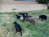 قوچ, گوسفند — عکس 4