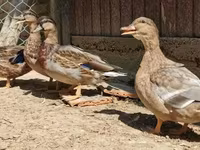 Ducks — ፎቶ 2