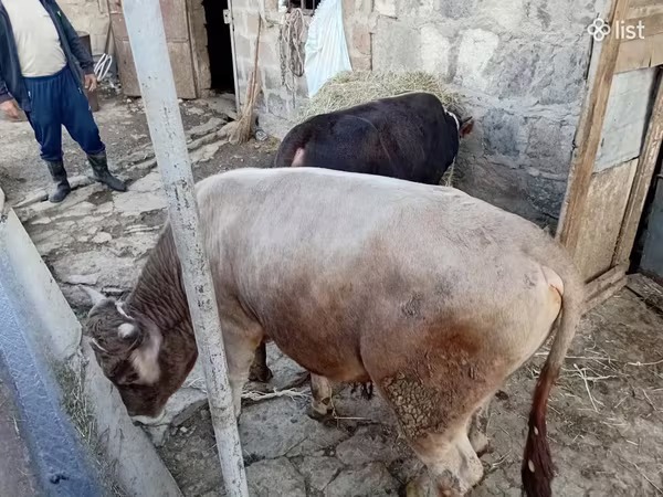 Bull, Cattle — Armenia