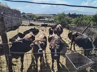 Vacă, Bovine — foto 1