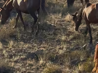 اسب (گروه، جنسیت مشخص نشده), Kazakh horse — عکس 3