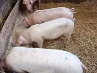 Säue, Schweine — Foto 3