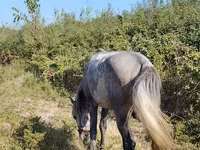 Kůň, Koně — foto 7