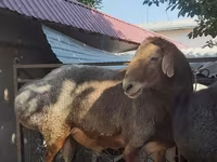 แกะตัวผู้, Edilbay sheep — รูปภาพ 6