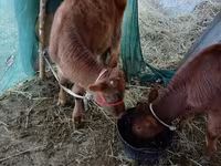 Sığır (parti, cinsiyet belirtilmedi), Sığır — foto 2