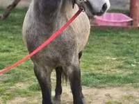 اسب نر, اسب — عکس 2