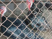 Turkeys — 사진 2