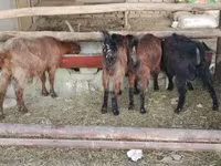 بکری, بکریاں — تصویر 3