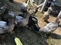 Ducks — акс 1