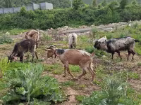 Koza, Alpine goat — zdjęcie 4