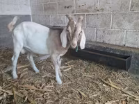 Ziegenbock, Nubian Goat — Foto 3