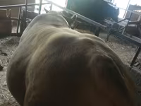 Lembu jantan, Charolais cattle — foto 2