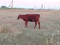 Lo’, Red Steppe Cow — sawirka 3