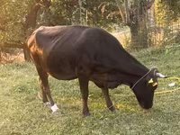 Mucca, Bovini — foto 2