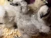 Silkie — foto 1