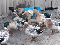 Ducks — 사진 2