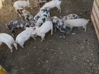 Qaban, Donuzlar — foto 1