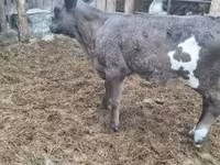 Lembu betina, Limousin cow — foto 1