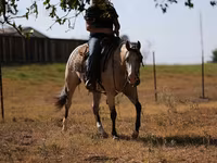 Mare, Quarter Horse — photo 3