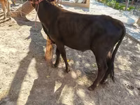 گاو ماده, گاو — عکس 7