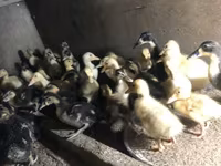 Ducks — foto 6