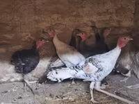 Turkeys — fotografija 1