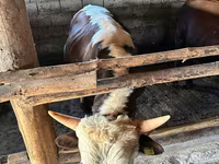 Býk, Kazachská bílá hlava kráva — foto 4