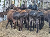 Cừu đực, Hissar sheep — ảnh 6