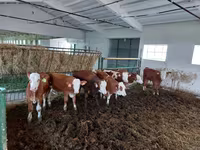 황소, Simmental cattle — 사진 2