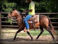 مادیان, Quarter Horse — عکس 8