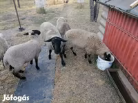 Får, White Suffolk sheep — foto 1